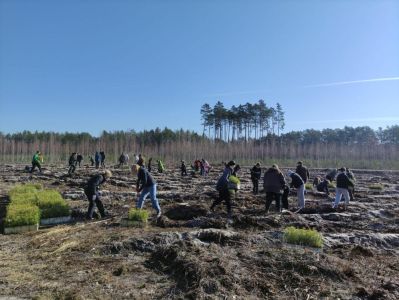 Ruszyło wielkie sadzenie drzew. 19,5 mln sadzonek trafi do lasów