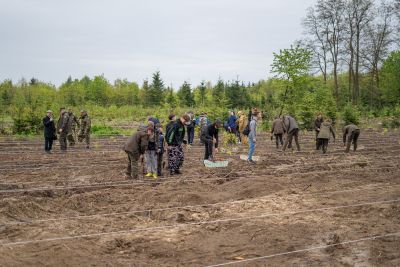 Miliony drzew trafią do lasów. Ruszyła wielka akcja sadzenia