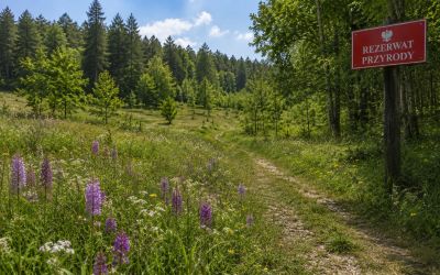 Nowy rezerwat przyrody w gminie Tomaszów Lubelski wymaga prac ochronnych. Chodzi o rzadkie rośliny