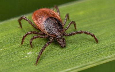 Kleszcze coraz większym problemem. 171 zachorowań na boreliozę w powiecie tomaszowskim