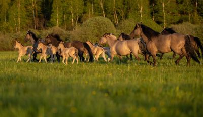 Roztoczański Park Narodowy zaprasza na Dzień Otwarty. W programie zawody kawaleryjskie