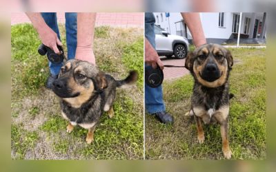 Szukasz wiernego przyjaciela? Ten mały pies czeka na adopcję