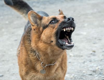Psy bez nadzoru stwarzają zagrożenie. Policja przypomina o konsekwencjach