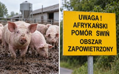 ASF w powiecie tomaszowskim. Ograniczenia objęły kilkadziesiąt miejscowości