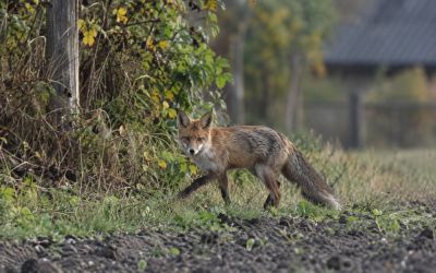 Wścieklizna w gminie Telatyn. Sanepid ostrzega mieszkańców
