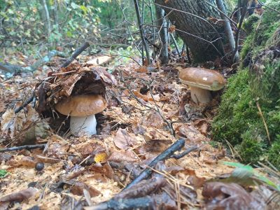 Wielkie grzybobranie w Siwej Dolinie. Konkursy, spacer z leśnikiem i ognisko